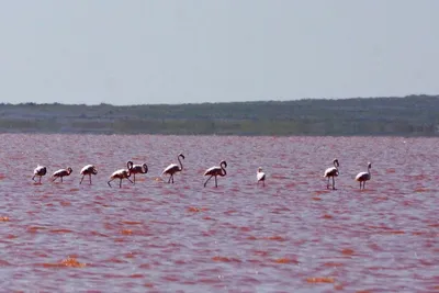 Готовящихся к отлету фламинго сняли на видео в Актау