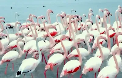 Нефтяники, спасшие якутского фламинго, обеспечили кормом всю стаю птиц в  зоопарке - Новости Якутии - Якутия.Инфо
