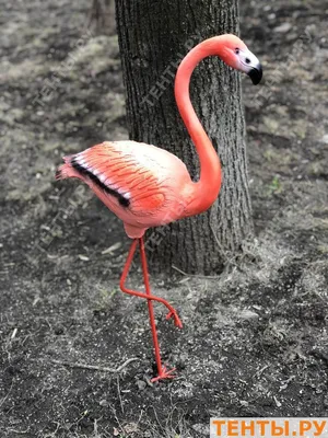 https://vkcyprus.com/society/56061-flamingo-na-solyanyh-ozerah-foto/