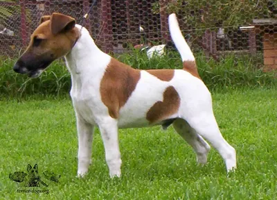 Гладкошёрстный фокстерьер (Canis lupus familiaris 'Smooth Fox Terrier') -  Rock Identifier