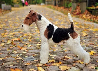Больше 30 бесплатных фотографий на тему «Fox Terrier» и «»Собака - Pixabay