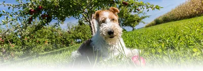 Гладкошерстный фокстерьер / Smooth Fox Terrier - PetsPoint.ru