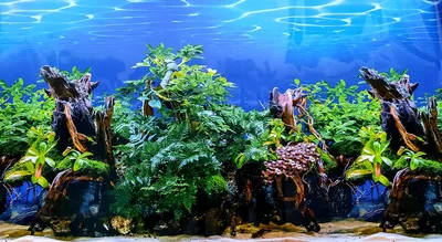 Декоративный фон для аквариума, стикер для аквариума, наклейка для аквариума,  океан, растения, акваландская живопись | AliExpress