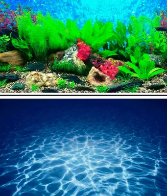 Как выбрать фон для аквариума — лучшие внутренние фоны для аквариума и  внешние | Laguna