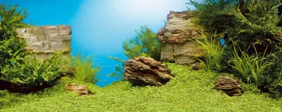 Как выбрать фон для аквариума — лучшие внутренние фоны для аквариума и  внешние | Laguna