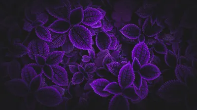 обои : листья, Фиолетовый фон, Обои для рабочего стола, Фотошоп, Матовая  краска, Сеул, темно 2090x1175 - Feindflug - 1957123 - красивые картинки -  WallHere