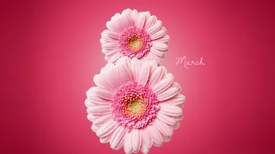 Картинки праздник, 8 марта, розовый фон, цветы - обои 1600x900, картинка  №166839