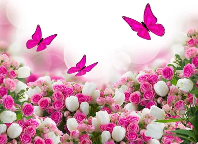 Фон весны Розовые цветы на белом фоне Стоковое Изображение - изображение  насчитывающей над, рамка: 180005125