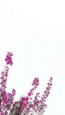 Фон с цветами, красивые цветы, (…» — создано в Шедевруме