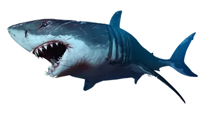 Shark PNG transparent image download, size: 1920x1080px