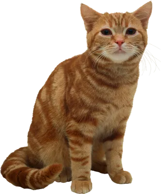 Cat PNG transparent image download, size: 1940x2340px