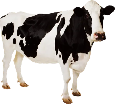 cow PNG transparent image download, size: 4076x3666px