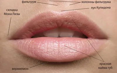 3 формы губ, которые притягивают мужчин | Самое интересное | Дзен