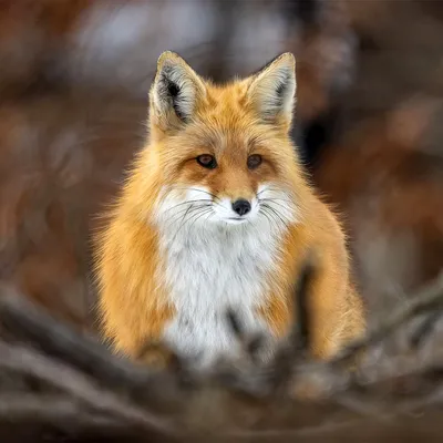 Red foxes are a bit of dog, a bit of cat, and pounce on prey in a way  that's unique among mammals - Cambridge Day