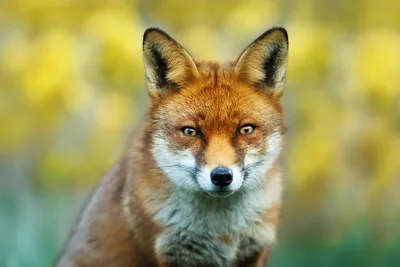 10 Cute Fox Photos and Fun Facts to Brighten Your Day | Woman's World