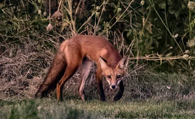 Red Fox | National Geographic