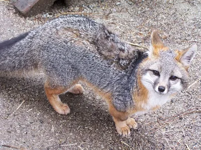 Gray fox | South Carolina Public Radio