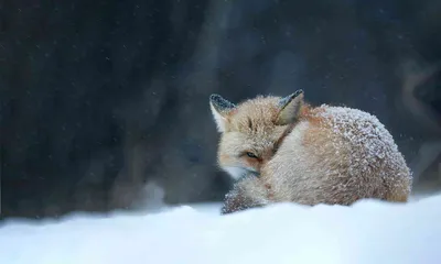 Foxes | Defenders of Wildlife