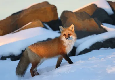 Animal Facts: Red fox | Canadian Geographic