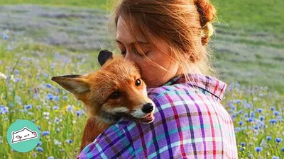 8 Strange and Beautiful Fox Species