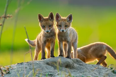 Foxes | Nature | PBS