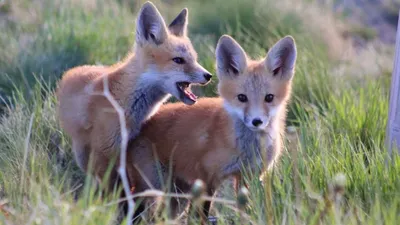 What Is A Baby Fox Called? | IFLScience