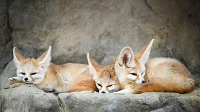 Fox Clipart-cartoon of a cute fox
