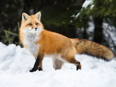 Ask an Expert - Don't Try to Outfox the Fox