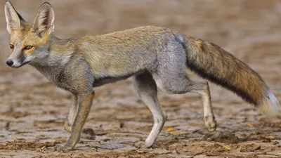 Fox or Coyote? How to Tell the Difference