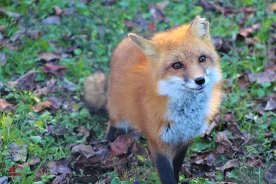 Red Fox | Maymont Foundation
