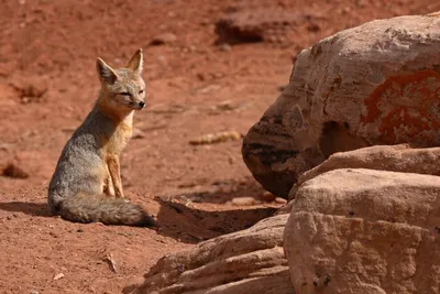 Let These Photos Take You Inside the Life of a Cross Fox