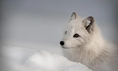 cute red fox baby cartoon dreamlike in snow, winter, generative ai. Stock  Illustration | Adobe Stock