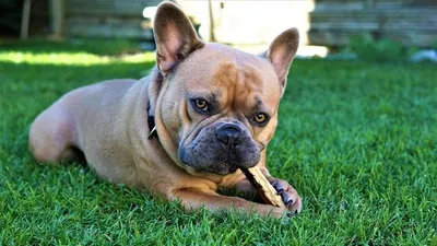 Сухой корм Royal Canin French Bulldog Adult для собак породы французский  бульдог – Корм для собак