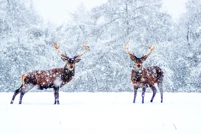 Бесплатные стоковые фото на тему зима, морозный, оленьи рога, простуда,  северный олень, снег, снегопад, фотографии животных, фотоохота