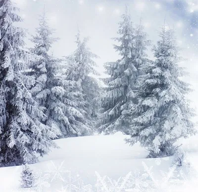 Картинки Ель Зима Природа Снег Деревья зимние | Фотографии задних планов,  Декорации, Фото фоны