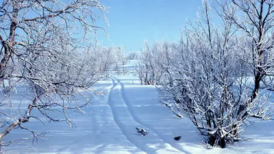олень с рогами в зимнем снегу, олень обои снег обои зима снег обои 3, олень  картинки, олень фон картинки и Фото для бесплатной загрузки