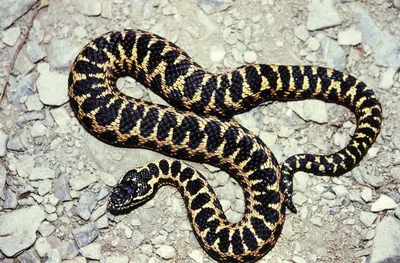 Администрация городского округа Кашира » Осторожно, змеи: в подмосковных  лесах проснулись гадюки