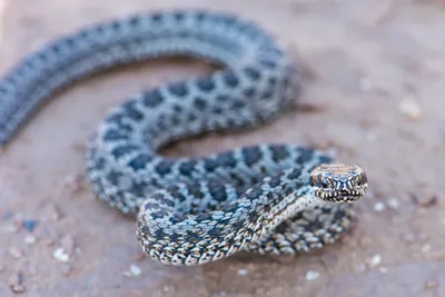 Гадюка ужу рознь: как распознать безобидную змею в Самарской области | СОВА  - главные новости Самары