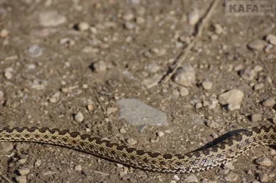 Гадюка на даче. Как прогнать змею с огорода без риска для жизни | Природа |  Общество | Аргументы и Факты