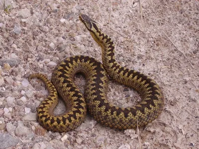 Обыкновенная гадюка - ядовитая змея