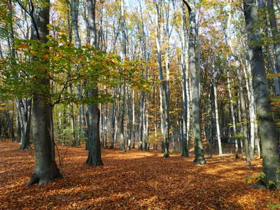 File:Буковий гай в Голосіївському лісі.jpg - Wikimedia Commons
