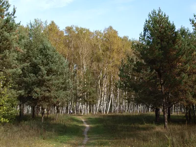 Из преступника в героя анонимных протестов. Неоднозначная история Гая Фокса  - Skyeng Magazine