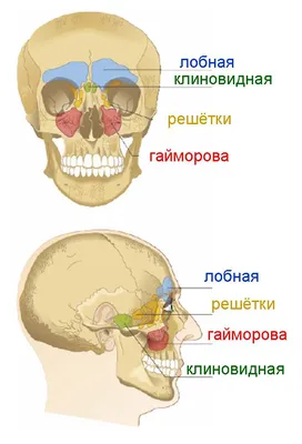 Лечение воспалительных заболеваний придаточных пазух носа в Одессе |  Клиника доктора Запорожченко