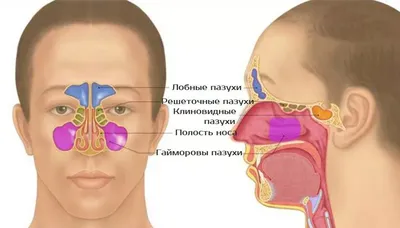 Гайморовы пазухи: особенности строения, функции, заболевания, лечение | Все  о ЛОР заболеваниях | Дзен