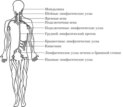 Расположение лимфоузлов на теле человека (мужчин и женщин): фото, схемы и  анатомия 👩 👨