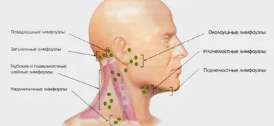 Расположение лимфоузлов в паху у мужчин: симптомы, диагностика и методы  лечения - советы врачей | Название сайта
