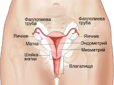 Оофорит — симптомы, диагностика и лечение воспаления яичников - Клиника  Здоровье 365 г. Екатеринбург