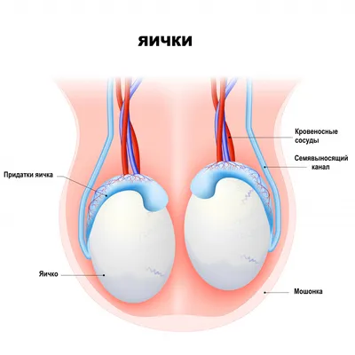 Боль в мошонке - причины появления, при каких заболеваниях возникает,  диагностика и способы лечения