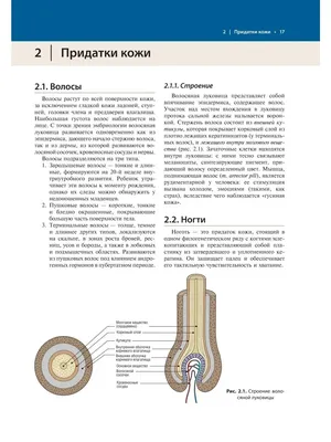 Клеточный центр — Википедия