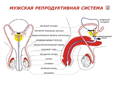 Воспаление придатков — лечение аднексита в СПб